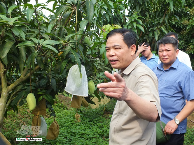Description: Sản xuất bền vững là yêu cầu hàng đầu trong phát triển cây ăn quả Sơn La